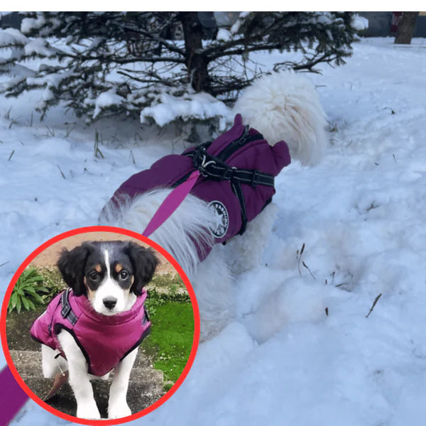 Hundhälsans VinterSele Jacka