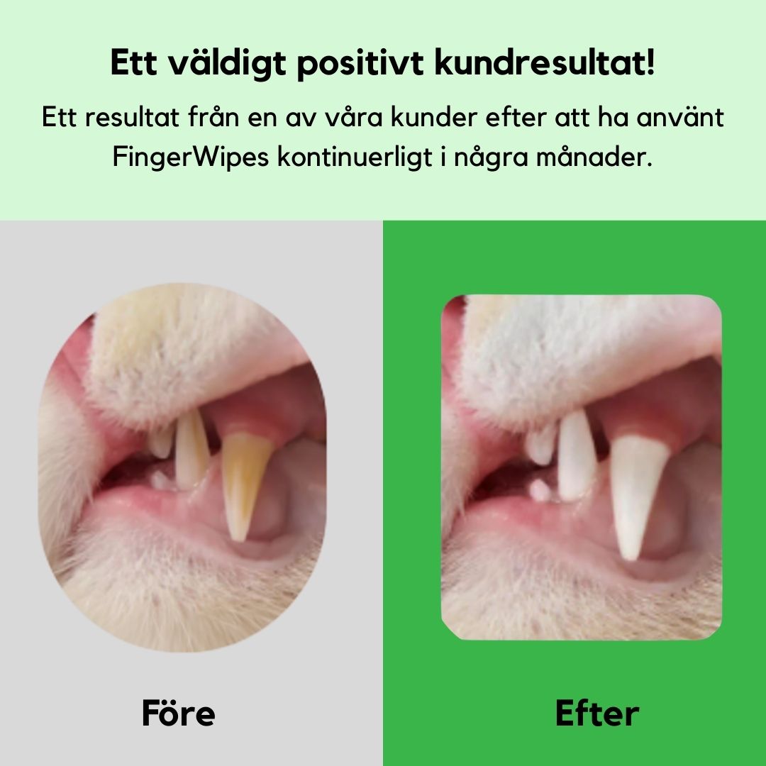 FreshWipe Kit Cats - Skyddar Mot tandproblem