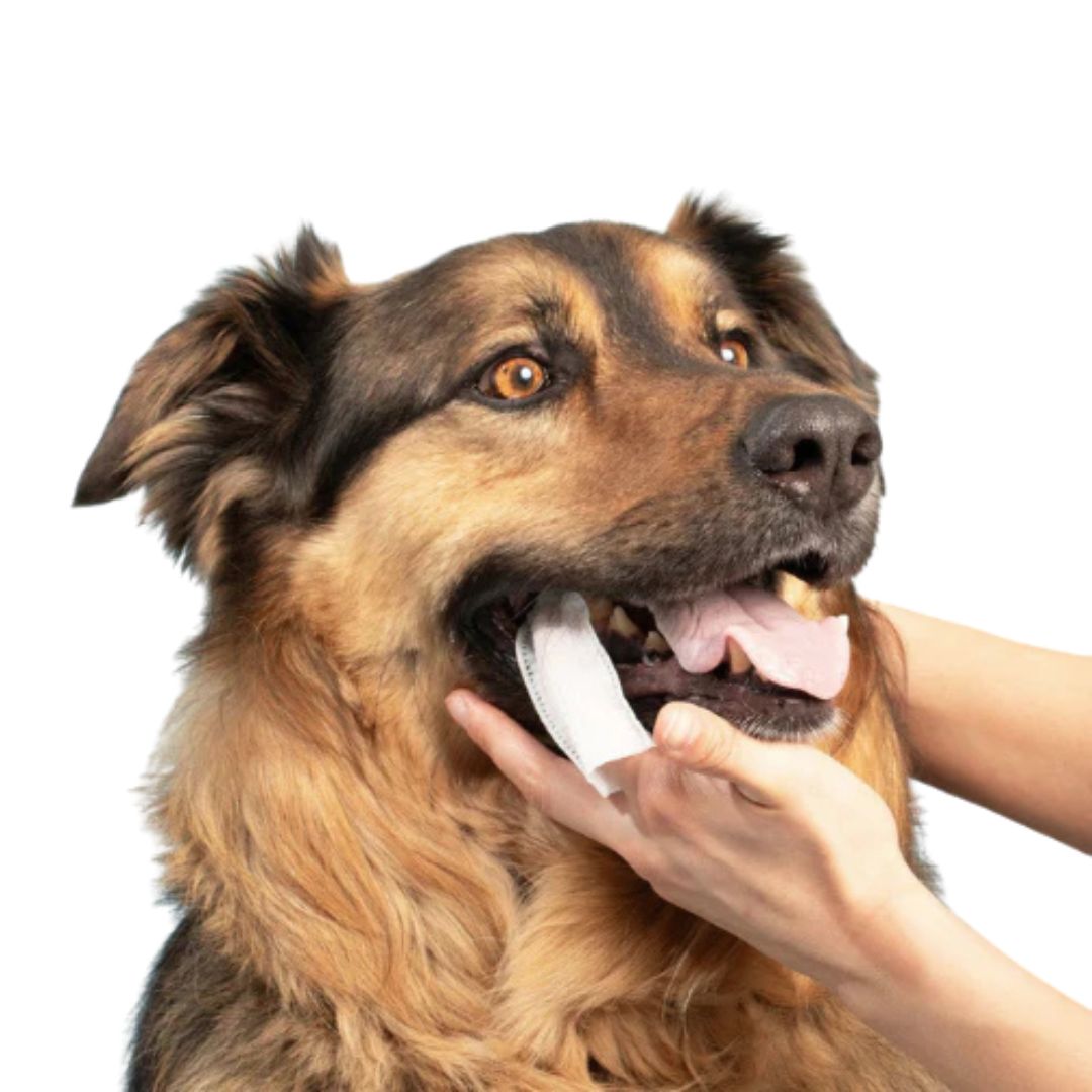 FreshWipe Kit - Skyddar mot tandproblem