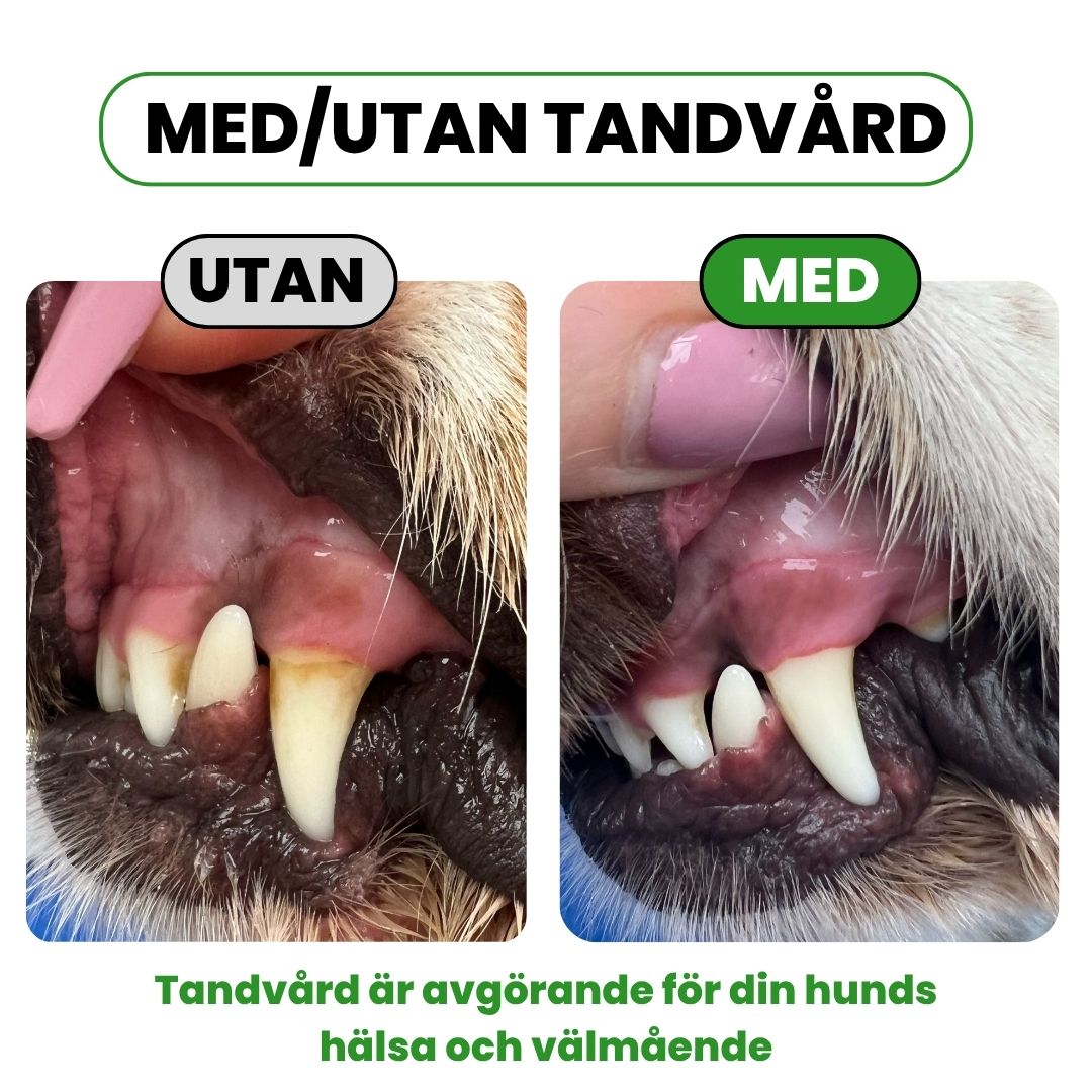 FreshSmile 3 in 1 Kit - Säker tandvård hemifrån