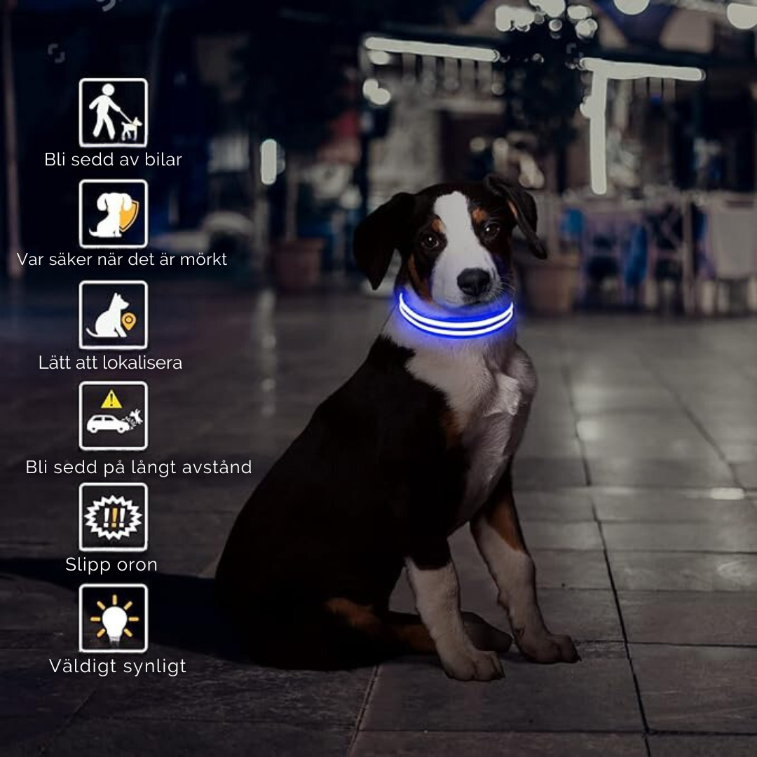LED Halsbandet ⎮ Synliggör din hund