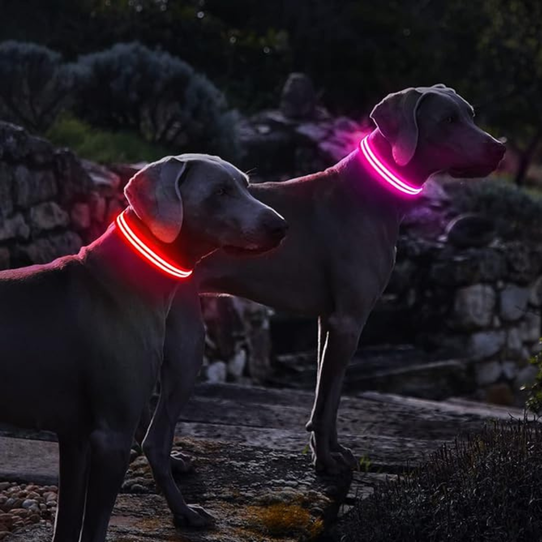 LED Halsbandet ⎮ Synliggör din hund