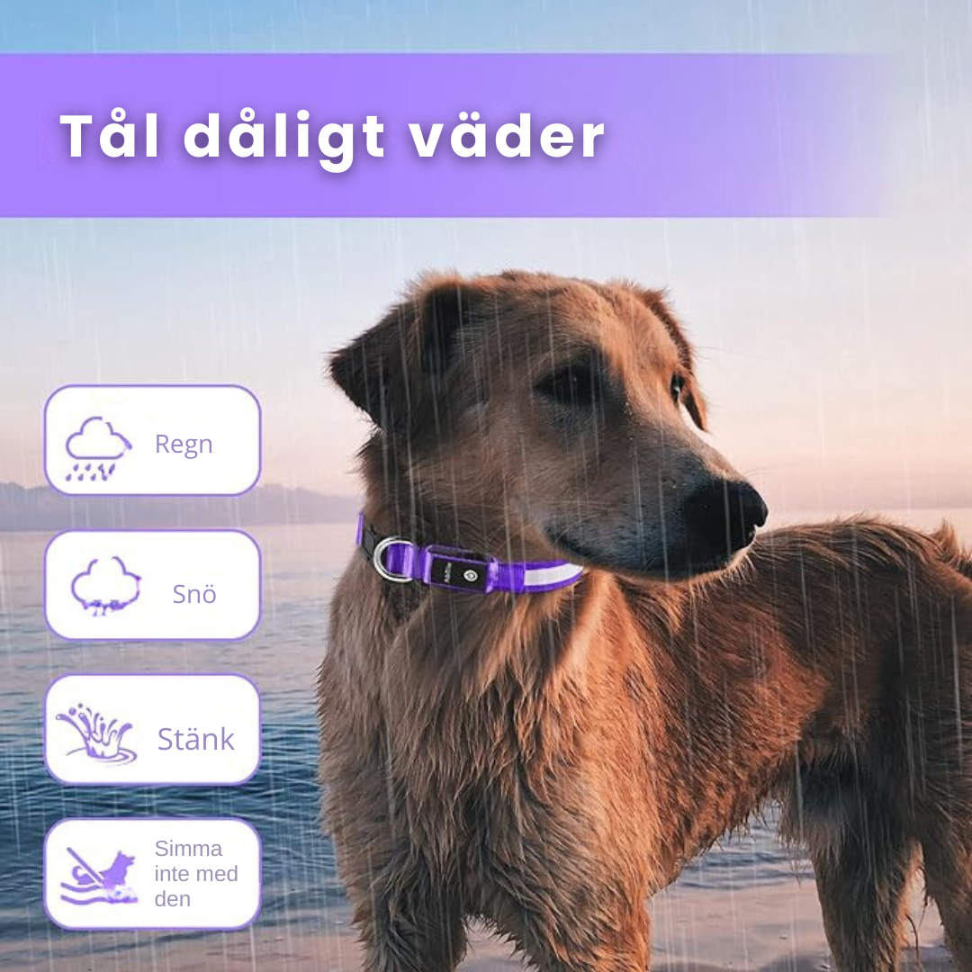 LED Halsbandet ⎮ Synliggör din hund
