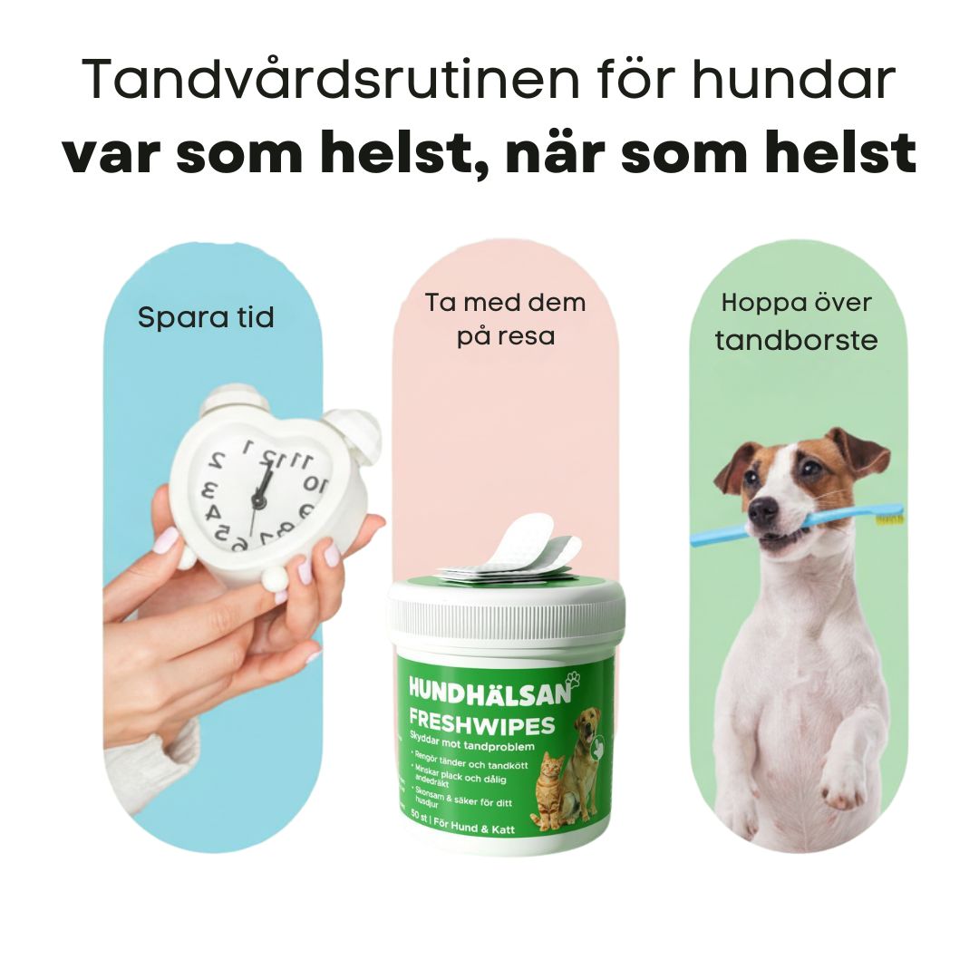 FreshWipe Kit - Skyddar mot tandproblem