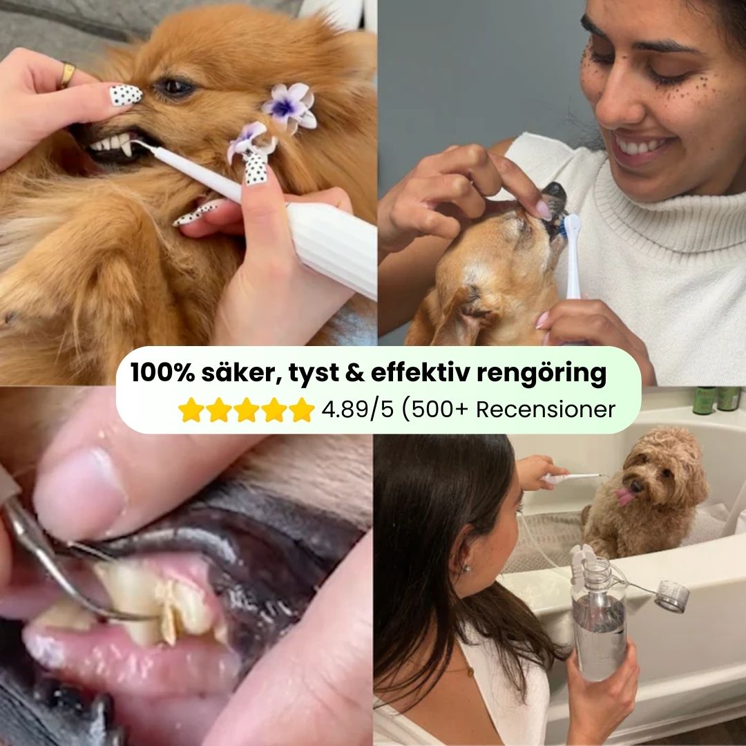 FreshSmile 3 in 1 Kit - Säker tandvård hemifrån